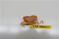 藏品(礁石假團扇蟹)的圖片